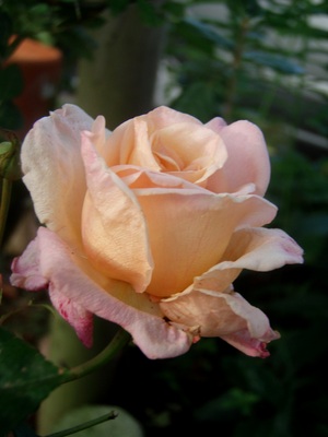 f:id:bluemoonbell:20070613055531j:image