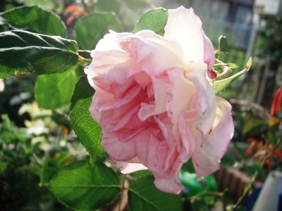 f:id:bluemoonbell:20070613055627j:image