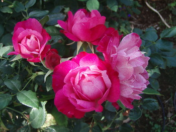 f:id:bluemoonbell:20070615131916j:image:right