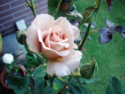 f:id:bluemoonbell:20070616051418j:image
