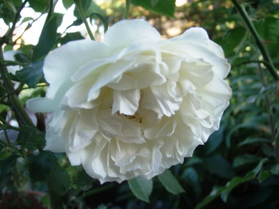 f:id:bluemoonbell:20070616051528j:image