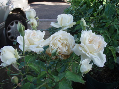 f:id:bluemoonbell:20070616055746j:image