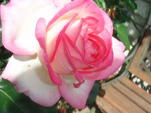 f:id:bluemoonbell:20070617085522j:image:left