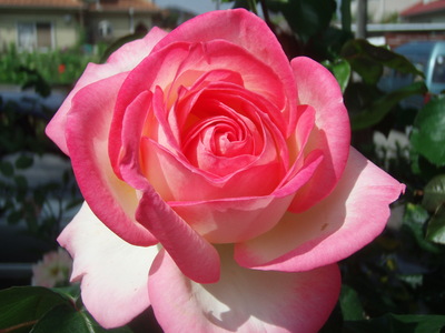 f:id:bluemoonbell:20070617085532j:image