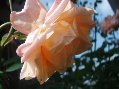 f:id:bluemoonbell:20070617085632j:image