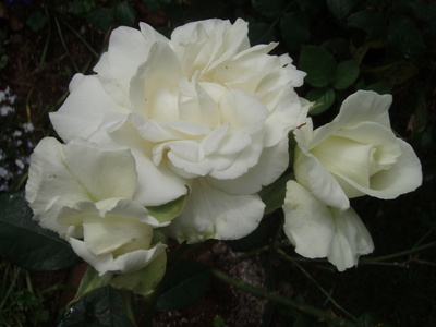 f:id:bluemoonbell:20070618082115j:image