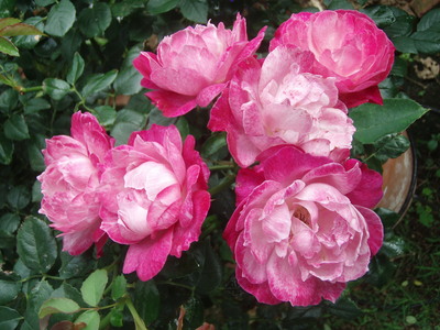 f:id:bluemoonbell:20070618082130j:image