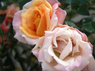 f:id:bluemoonbell:20070619144539j:image