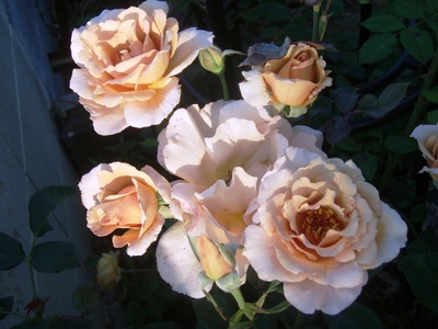 f:id:bluemoonbell:20070620052621j:image