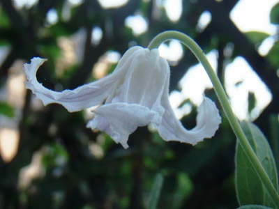 f:id:bluemoonbell:20070620060220j:image