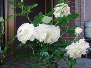 f:id:bluemoonbell:20070620080207j:image:left