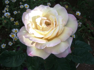 f:id:bluemoonbell:20070620153812j:image