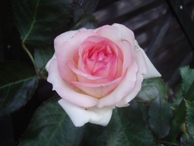 f:id:bluemoonbell:20070621051730j:image