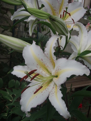 f:id:bluemoonbell:20070708101215j:image