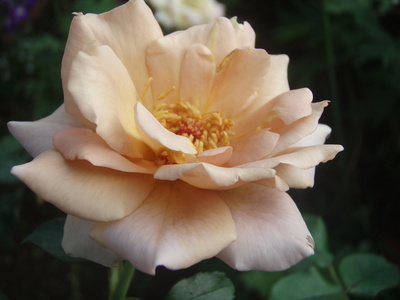 f:id:bluemoonbell:20070727062616j:image
