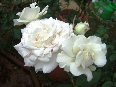 f:id:bluemoonbell:20070729163308j:image
