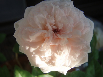f:id:bluemoonbell:20070809063043j:image