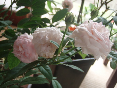 f:id:bluemoonbell:20070906075300j:image