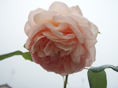 f:id:bluemoonbell:20070918063617j:image