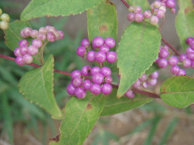 f:id:bluemoonbell:20070918073808j:image