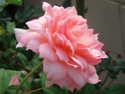 f:id:bluemoonbell:20070926073349j:image