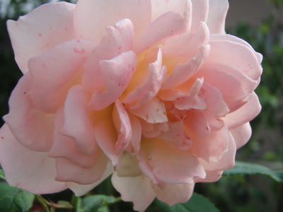 f:id:bluemoonbell:20070926073358j:image