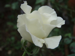 f:id:bluemoonbell:20071003072822j:image:left