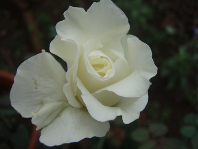 f:id:bluemoonbell:20071003072835j:image