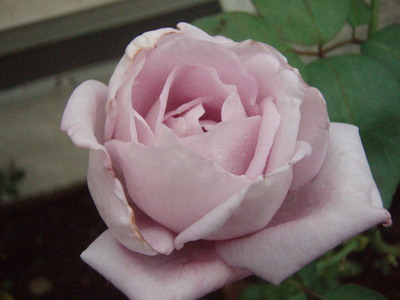 f:id:bluemoonbell:20071010055717j:image
