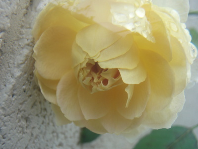 f:id:bluemoonbell:20071015083644j:image
