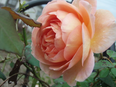 f:id:bluemoonbell:20071016084404j:image