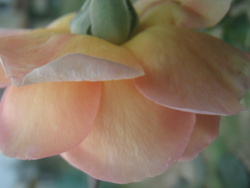 f:id:bluemoonbell:20071016084528j:image:left