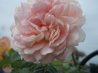 f:id:bluemoonbell:20071016084656j:image