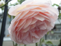 f:id:bluemoonbell:20071016084708j:image
