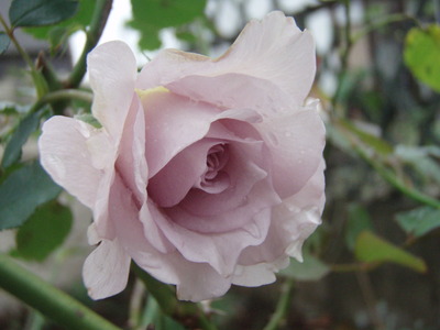 f:id:bluemoonbell:20071020072653j:image