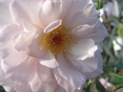 f:id:bluemoonbell:20071021144439j:image