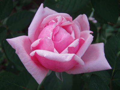 f:id:bluemoonbell:20071024061443j:image