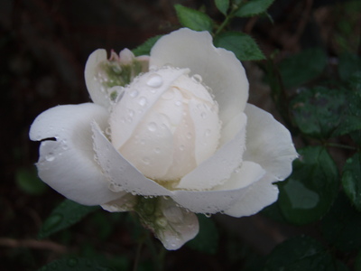 f:id:bluemoonbell:20071026060846j:image