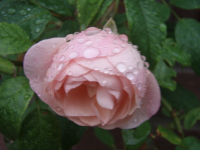 f:id:bluemoonbell:20071026060909j:image
