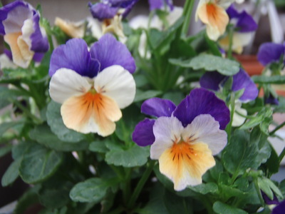 f:id:bluemoonbell:20071102070645j:image
