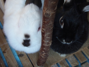 f:id:bluemoonbell:20071104152302j:image