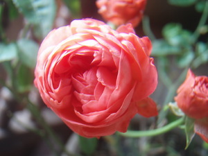 f:id:bluemoonbell:20071105072137j:image:left