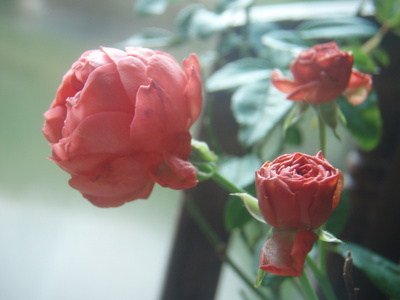 f:id:bluemoonbell:20071105072234j:image