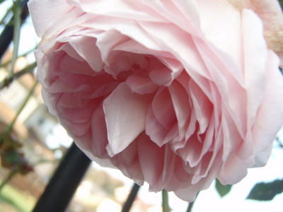 f:id:bluemoonbell:20071115073000j:image