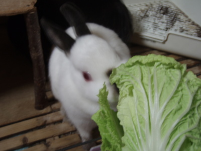 f:id:bluemoonbell:20071118182111j:image