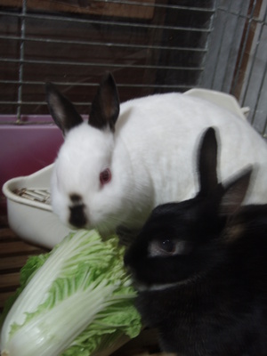 f:id:bluemoonbell:20071118182345j:image