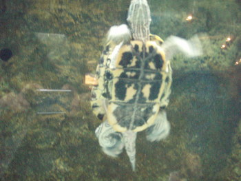 f:id:bluemoonbell:20071119133610j:image