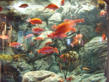 f:id:bluemoonbell:20071119133851j:image