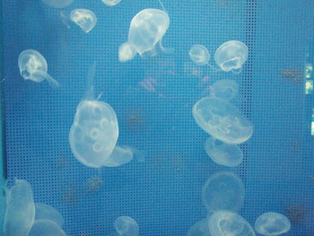 f:id:bluemoonbell:20071119134110j:image