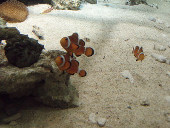 f:id:bluemoonbell:20071119141340j:image